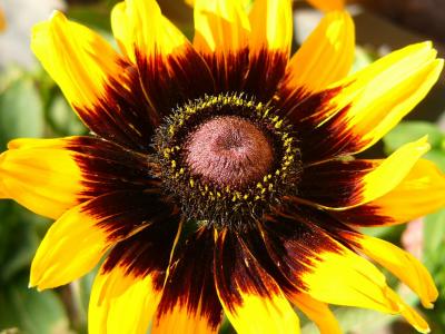 Rudbeckia Flower (Sep 6th)