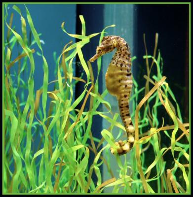 Jay the Seahorse* by Troy Gorodess