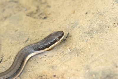 S-ssssnake by MHJ