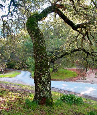 Fork in the road by Janie