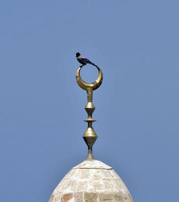 The Q bird*by Moti