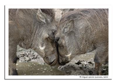 7th (tie)Close and personal* by Miguel Garcia-Guzman