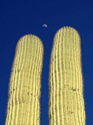 7th (tie)Cactus Moonby Bud Browning