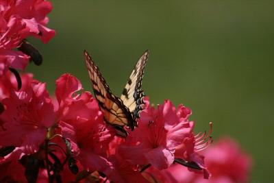 Wing Symmetryby NC (PB)