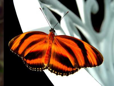 Winged SymmetryCheryl Meisel