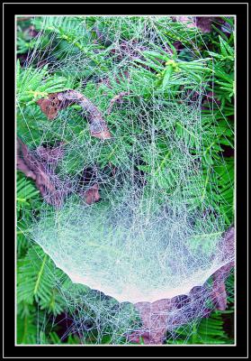 Oh, What A Tangled Web We Weave*...