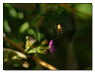 Sweet-Light Spider  By Dani