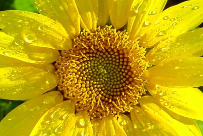 u43/stfchallenge/medium/39678493.Sunflower2.jpg