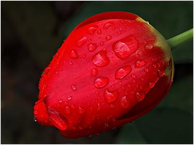Tulip + raindrops <br>by Boris Sidis