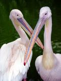 6TH PLACE.....<b>X</b><br><font size=1>by Klaus Wiese