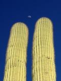 <b>7th (tie)</b><br><b>Cactus Moon</b><br><font size=1>by Bud Browning<font>