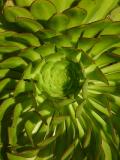 <B>Aeonium Head</B><BR><FONT size=2>by Garry Platt</FONT>