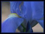 Blue Iris