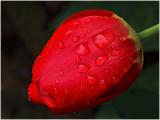 Tulip + raindrops <br>by Boris Sidis
