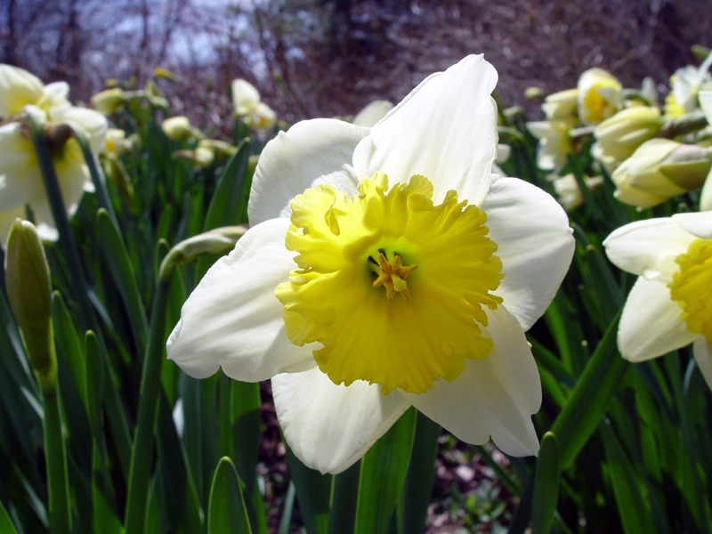 Daff-O-Dill - LIGuy