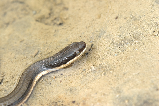 S-ssssnake by MHJ