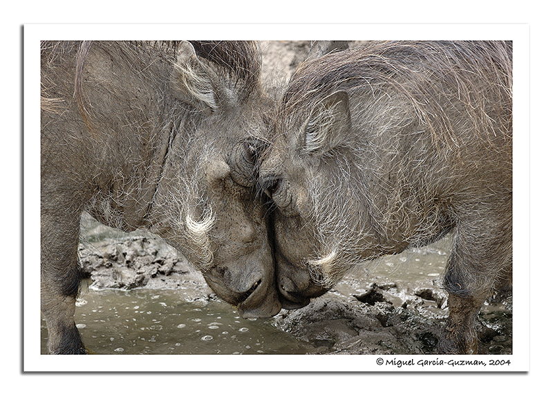 <b>7th (tie)</b><br>Close and personal* by Miguel Garcia-Guzman