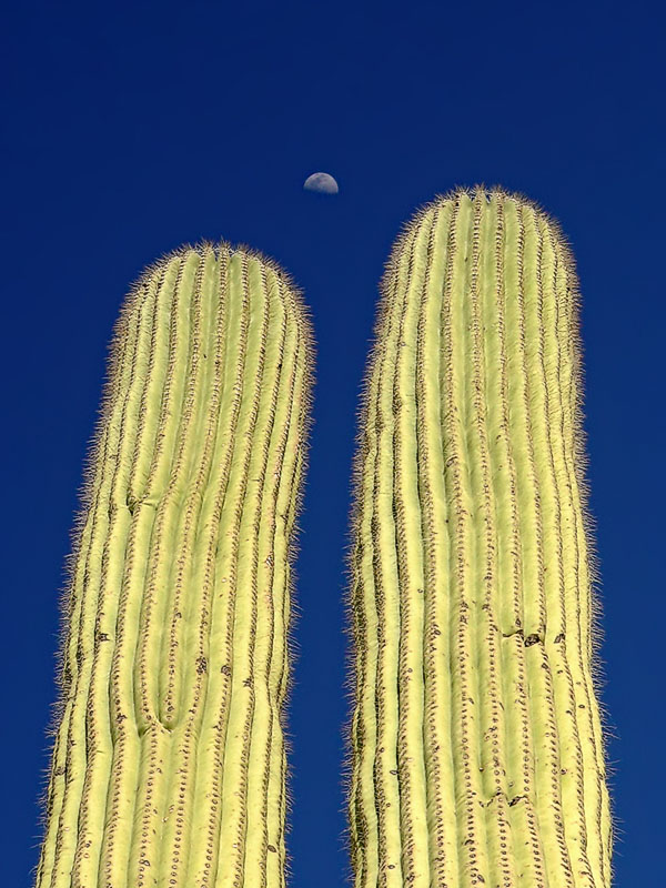 <b>7th (tie)</b><br><b>Cactus Moon</b><br><font size=1>by Bud Browning<font>
