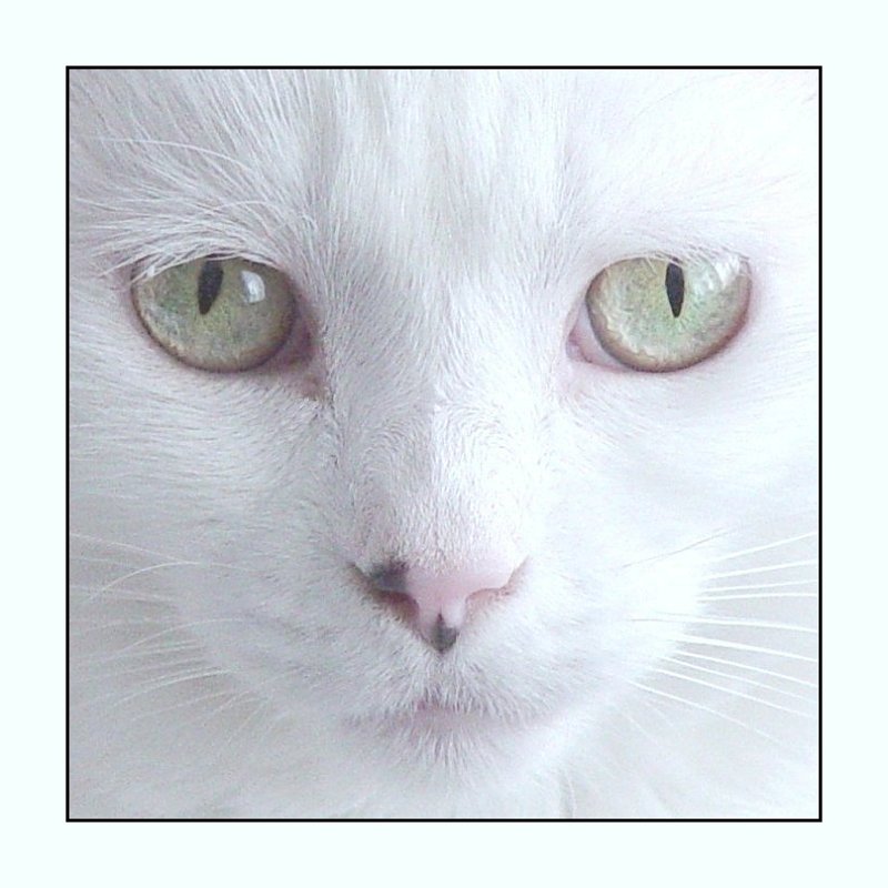 <b>10th (tie)</b><br>my best side?<br><font size=1>by Bev Brink</font>