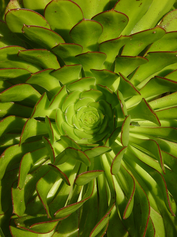 <B>Aeonium Head</B><BR><FONT size=2>by Garry Platt</FONT>