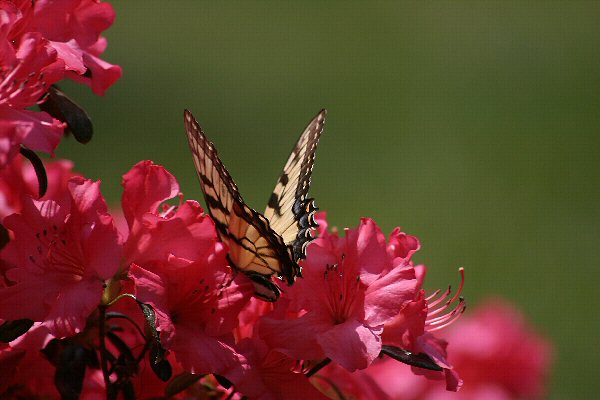 Wing Symmetry<br>by NC (PB)