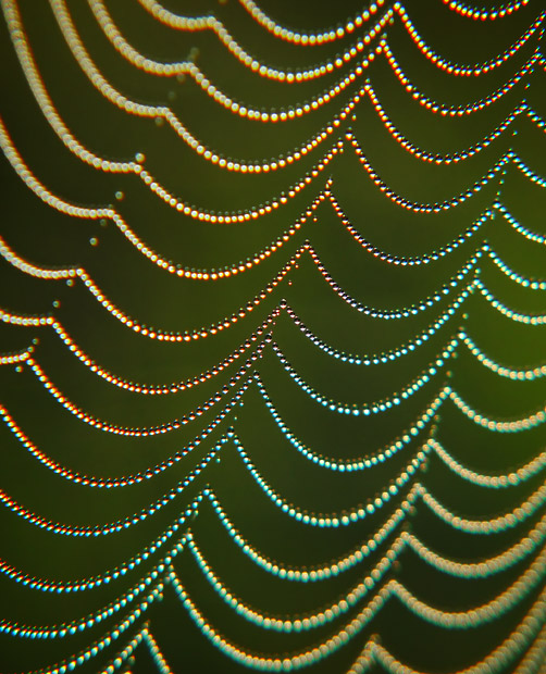 rainbow spiderweb
