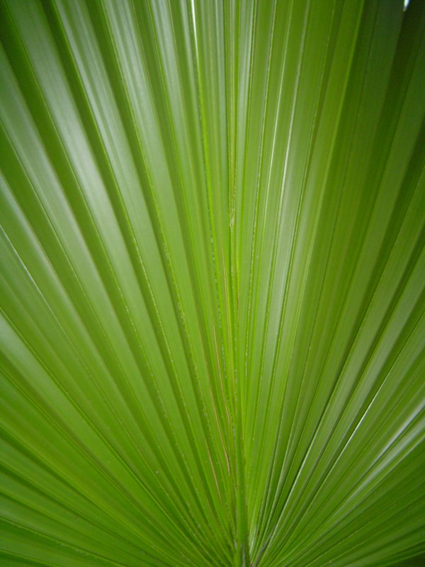 Natural Angles by Luisrock62