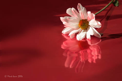 <b>6th(tie)<br>Dream Daisy</b>