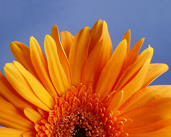 Orange-Blue<br>by Chris_S