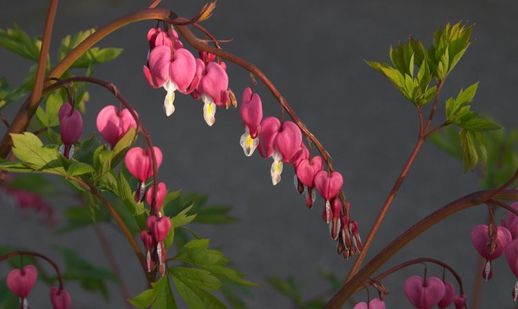 Bleeding Heart