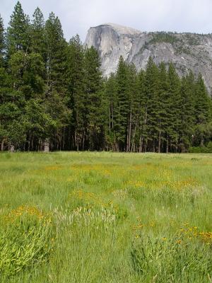 Half Dome above Meadow