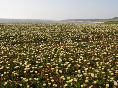 Sea of Iceplant Flowers