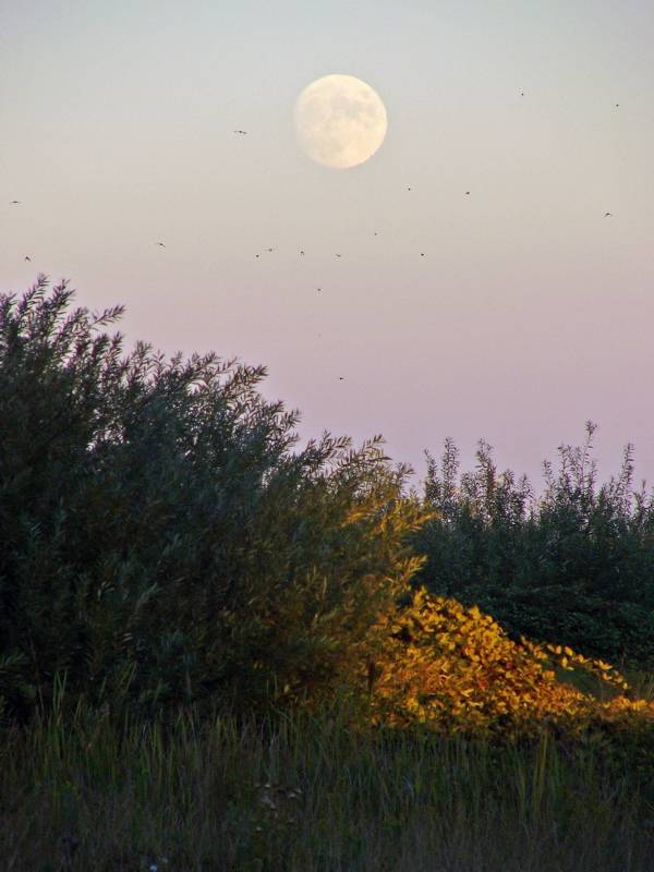 Delta Moonrise