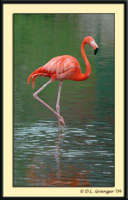 Flamingo dsc_0879