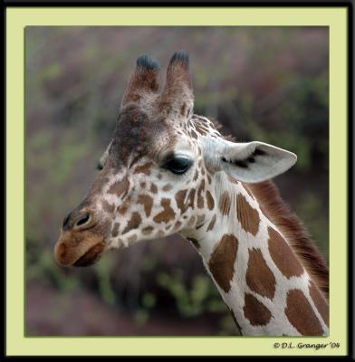 Giraffe dsc_0906