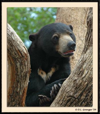 Sun Bear dsc_0884