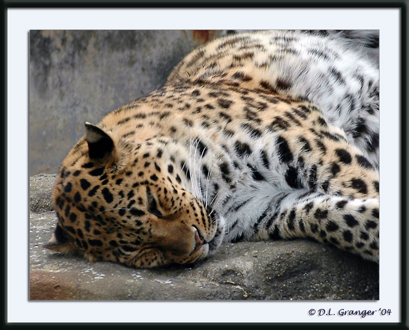 Leopard dsc_0917