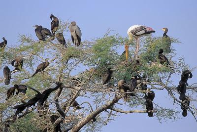 Birds462Nesting.jpg