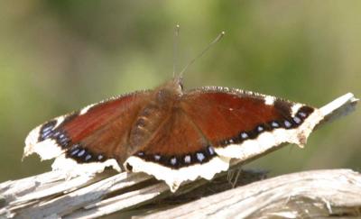 4-6 moth 6551.jpg