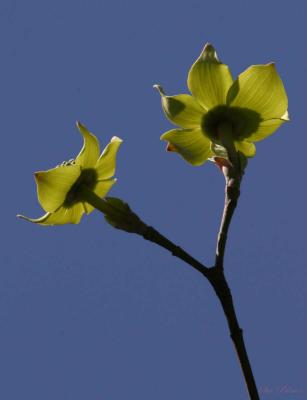 4-3 dogwood 6366.jpg