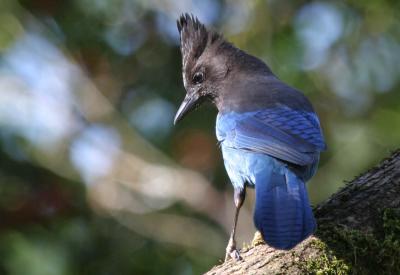 4-8 stellars jay  e 6801.jpg