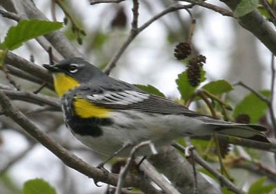 4-18 y rumped warbler7446.jpg