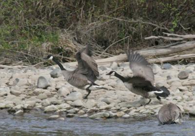4-18 goose chase e  7466.jpg