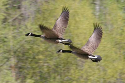 4-18 geese  e 7397.jpg