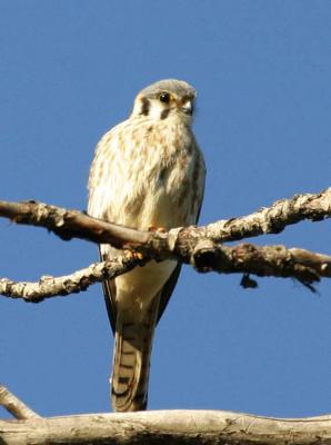 4-22 kestrel  e 7617.jpg