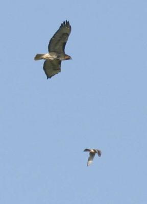 4-22 2 hawks 7576.jpg