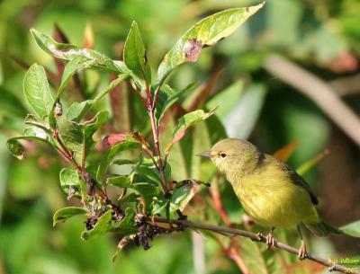 9-5 y warbler e 1133.jpg