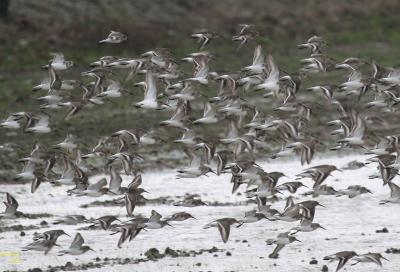 u43/sue_p/medium/36503823.1116dunlins2062.jpg