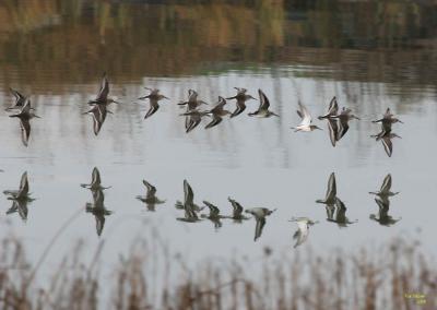 u43/sue_p/medium/36507053.1113dunlins1751.jpg