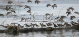 2-28 dunlins 2214.jpg